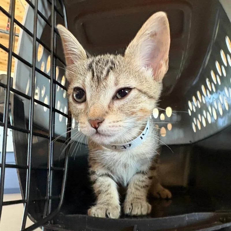 A baby small-sized male Black Domestic Short Hair cat named Thrifter for adoption in Leander, TX