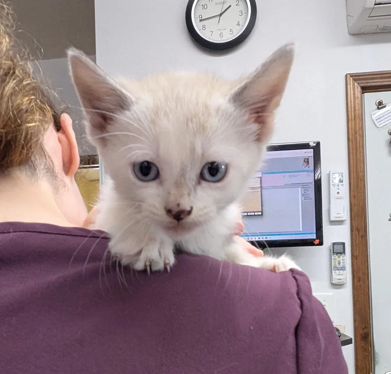 A young medium-sized female Domestic Short Hair cat named Marnie for adoption in Cottonwood, MN