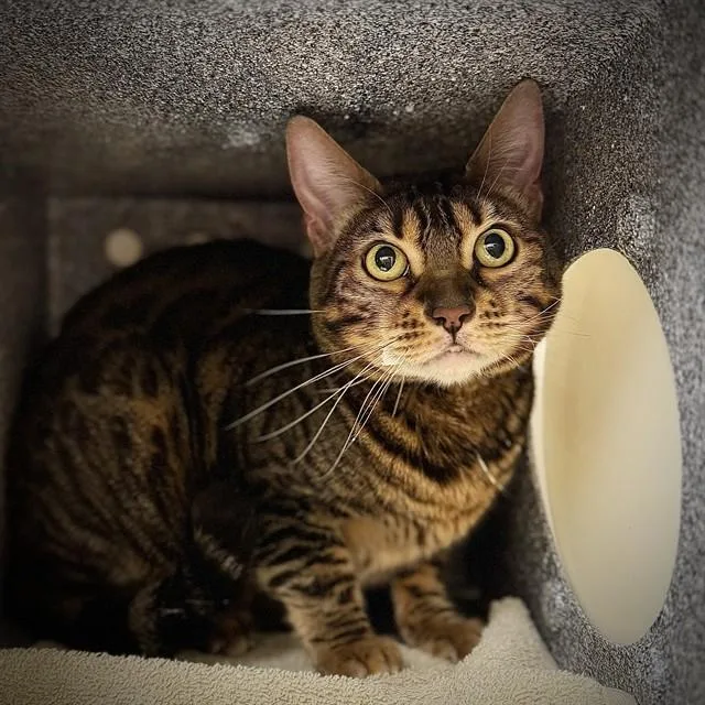 An adult medium-sized female Bengal cat named Hazel for adoption in Naples, FL