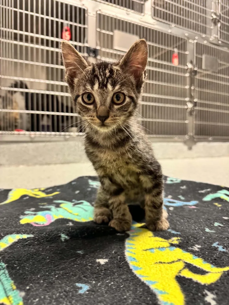 A baby small-sized male Domestic Short Hair cat named Dwight for adoption in Grand Rapids, MI