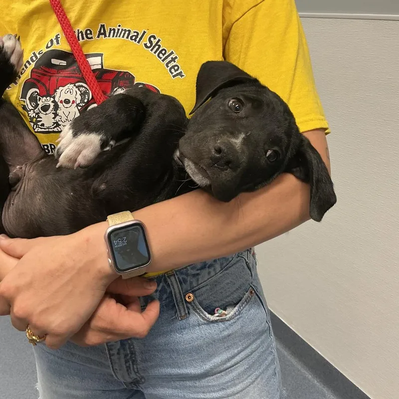 A baby small-sized male Black Labrador Retriever dog named Artemis for adoption in St Joseph, MO