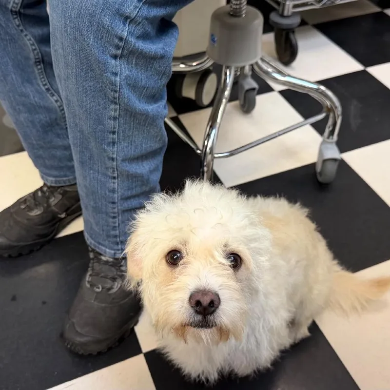 An adult small-sized male White / Cream Poodle dog named Shadow for adoption in Bend, OR