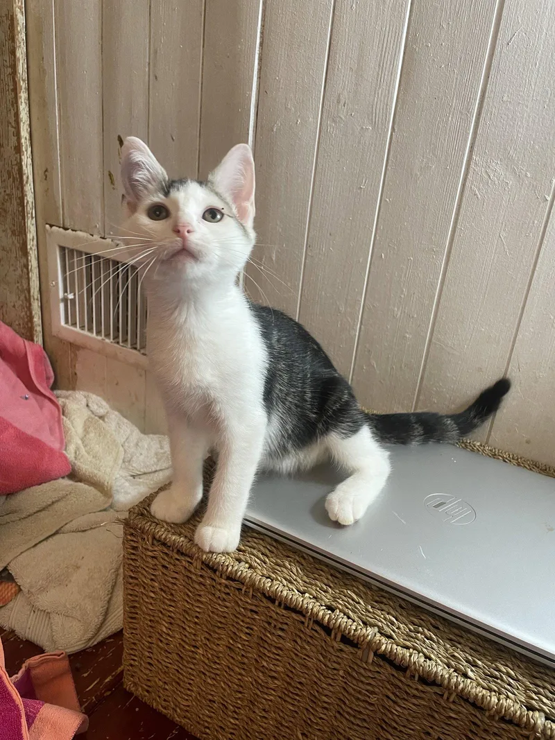 A baby medium-sized male Domestic Short Hair cat named Drogon for adoption in Trenton, NJ