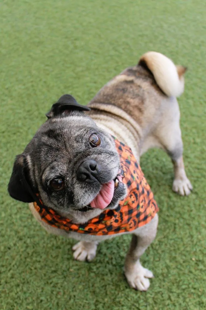 An adult small-sized male Pug dog named McRib for adoption in Gardena, CA