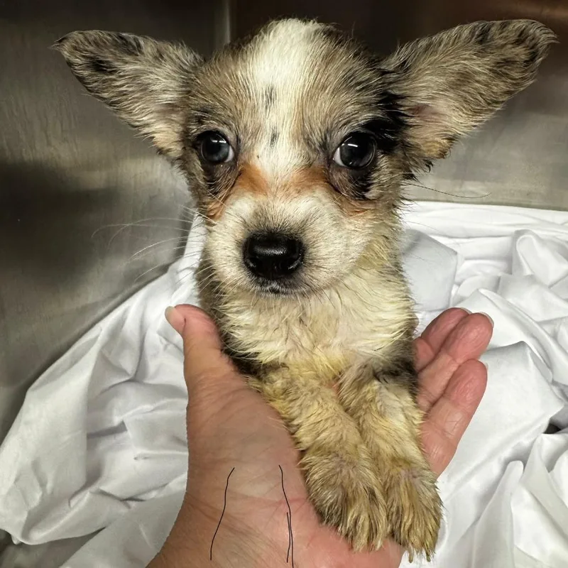 A baby small-sized female Gray / Blue / Silver Corgi dog named Porsche for adoption in Normal, IL
