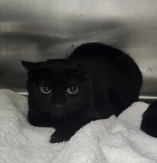 A baby medium-sized female Domestic Short Hair cat named Hazard Lights Bonded for adoption in Silverdale, WA