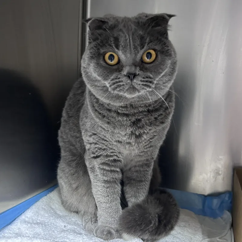 A young medium-sized female Gray / Blue / Silver Scottish Fold cat named Darya for adoption in Lancaster, PA