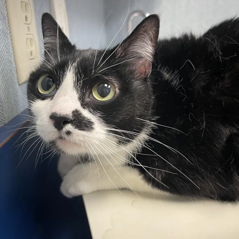 A young medium-sized female Black Domestic Short Hair cat named Lange for adoption in Shawnee, KS