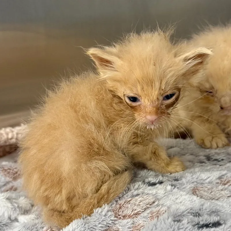 A baby small-sized male Buff / Tan / Fawn Domestic Long Hair cat named Telemachus for adoption in Spring Hill, KS