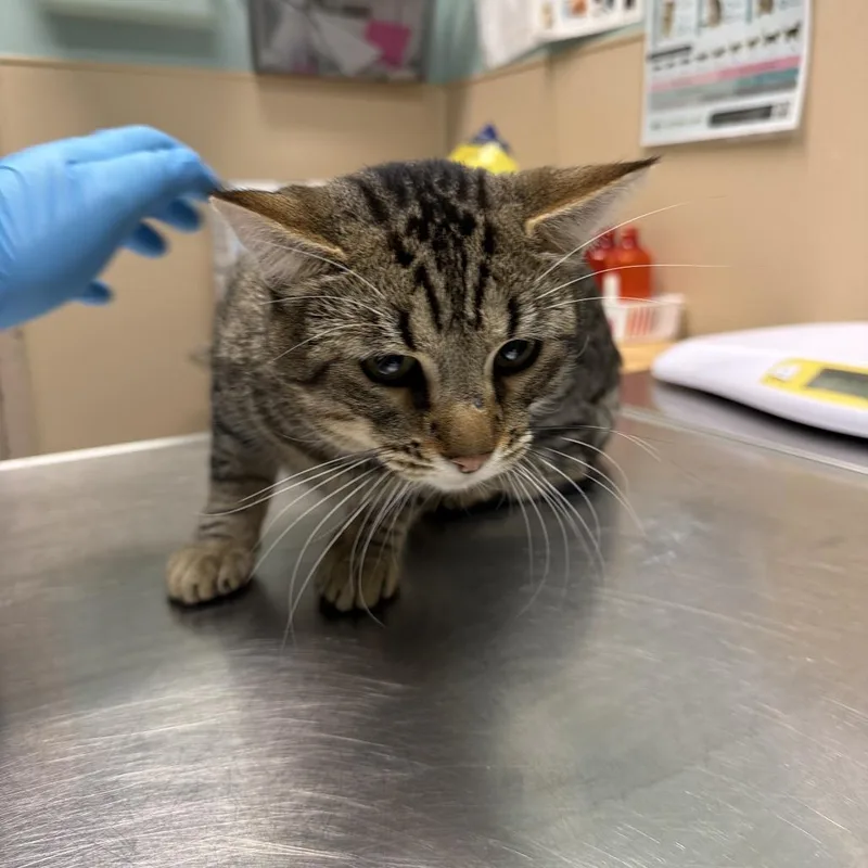 An adult medium-sized male Brown / Chocolate Domestic Short Hair cat named Uncle Waldo for adoption in Tacoma, WA
