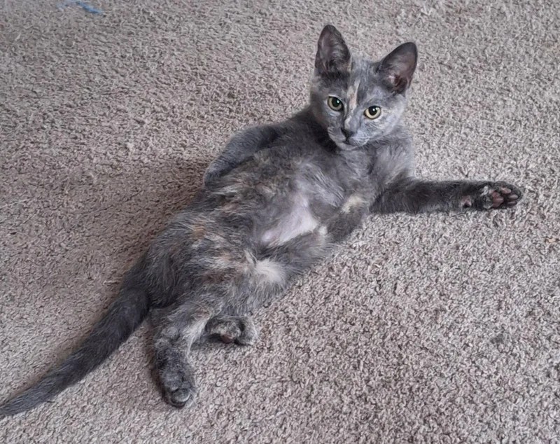 Catalina thumbnail 2