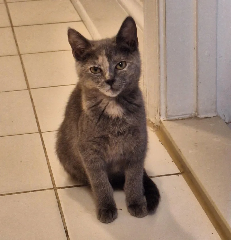 Catalina thumbnail 3