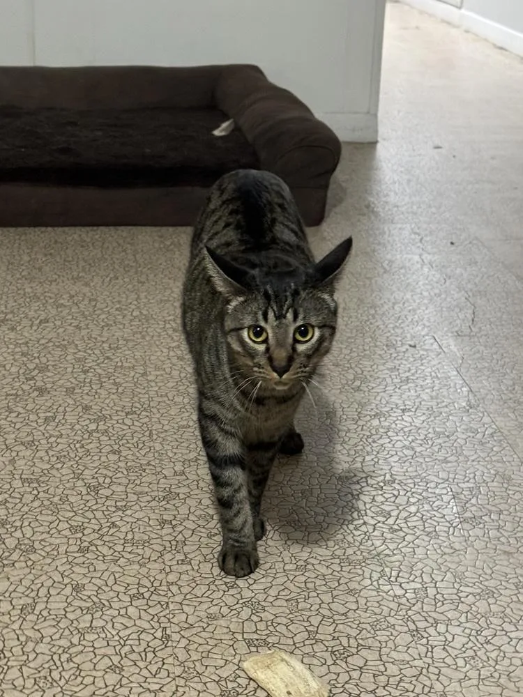 Kirkland thumbnail 4