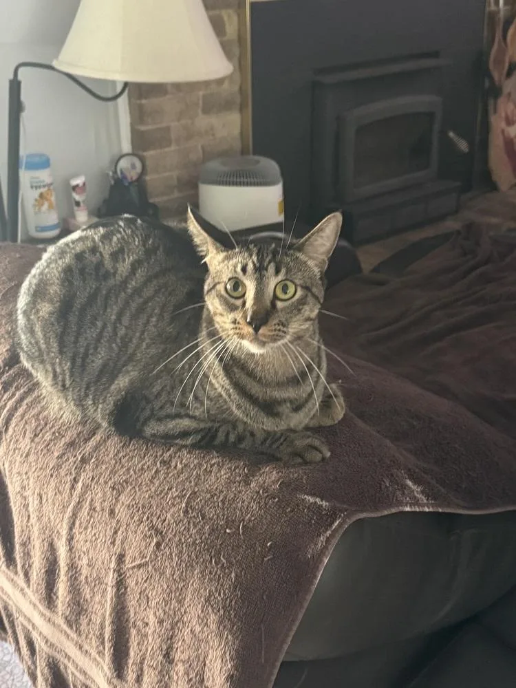 Kirkland thumbnail 5