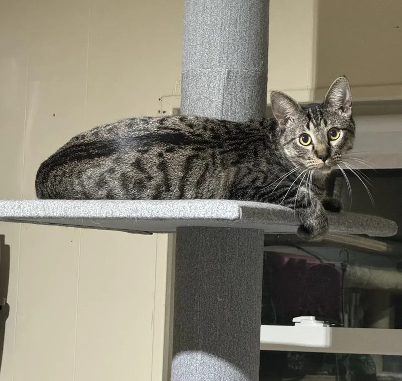 Kirkland thumbnail 6