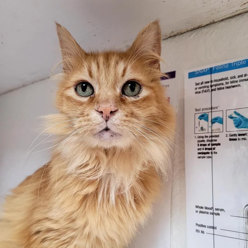 A senior medium-sized male Domestic Medium Hair cat named Otis for adoption in Allyn, WA