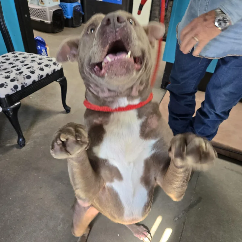 A senior large-sized female Yellow / Tan / Blond / Fawn Pit Bull Terrier dog named Judith for adoption in Graham, TX