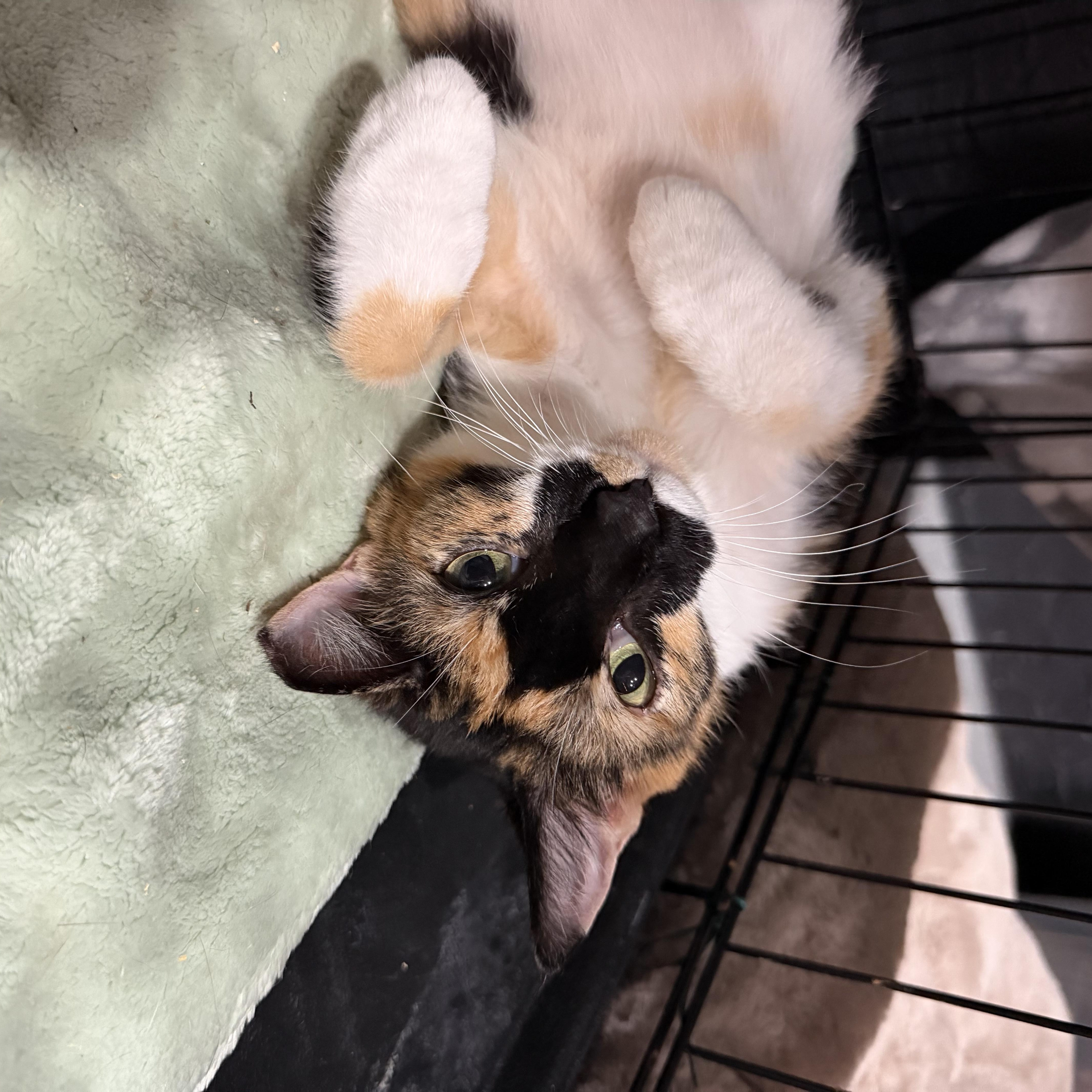 A baby medium-sized female Calico cat named Callie for adoption in Miami, FL