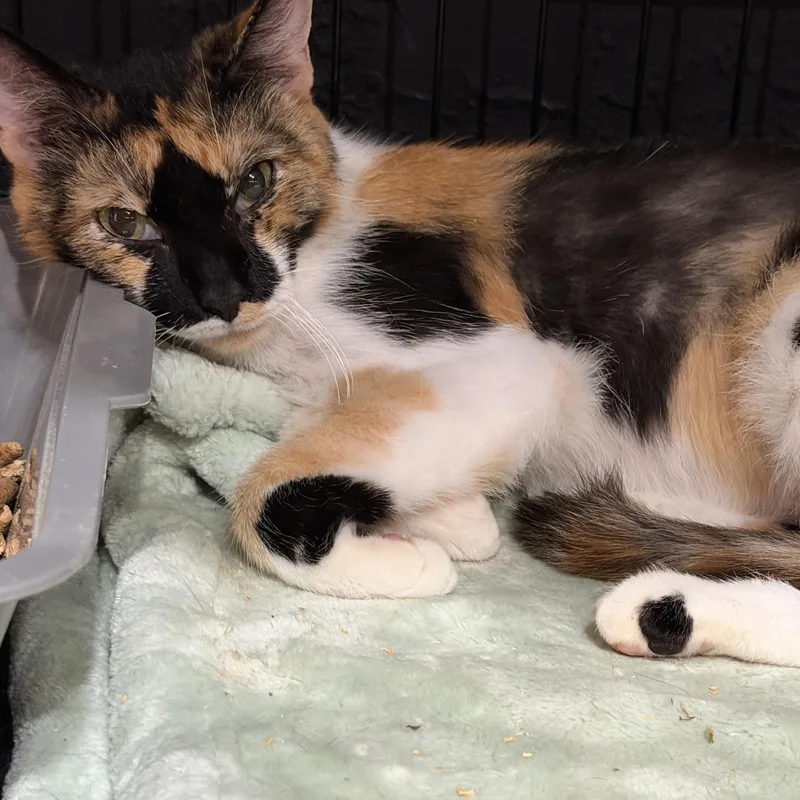 Callie thumbnail 2