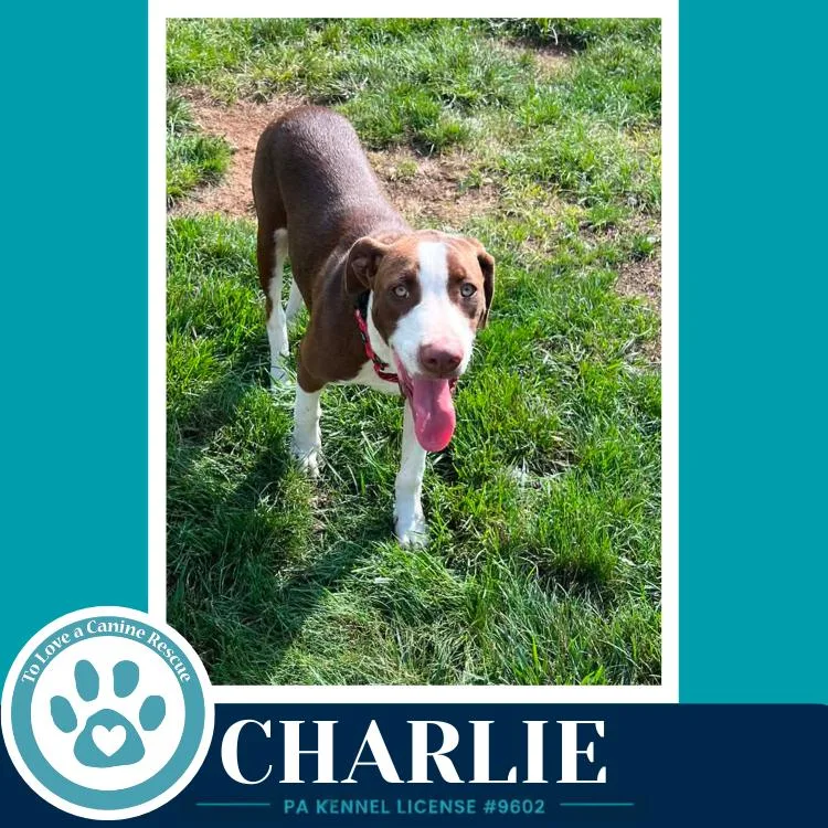 A young medium-sized male Tricolor (Brown, Black, & White) Labrador Retriever dog named Charlie for adoption in Kimberton, PA