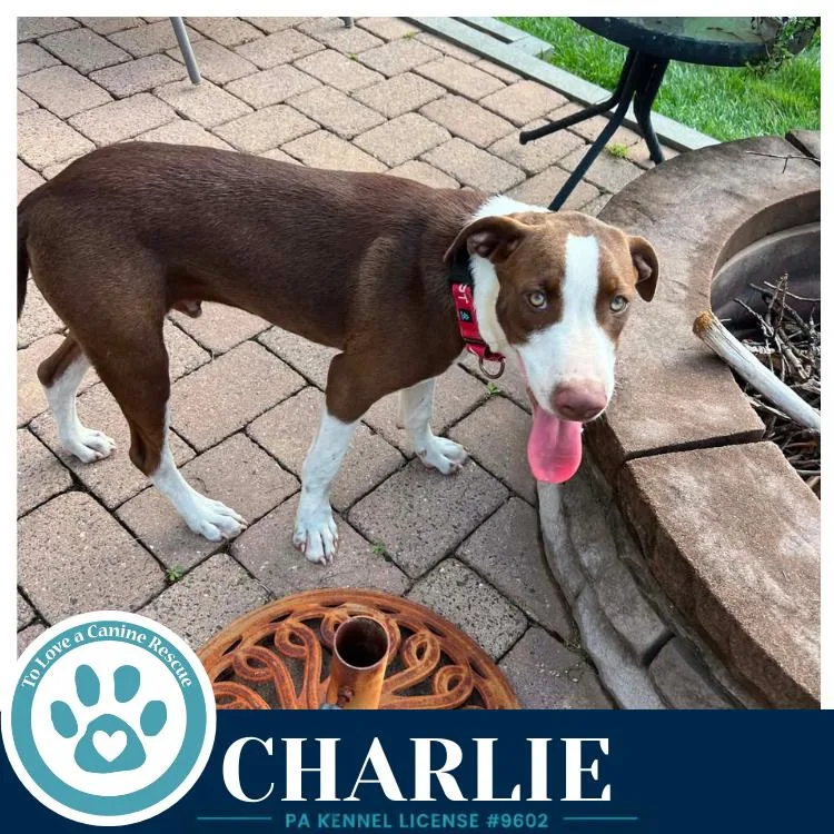 Charlie thumbnail 2