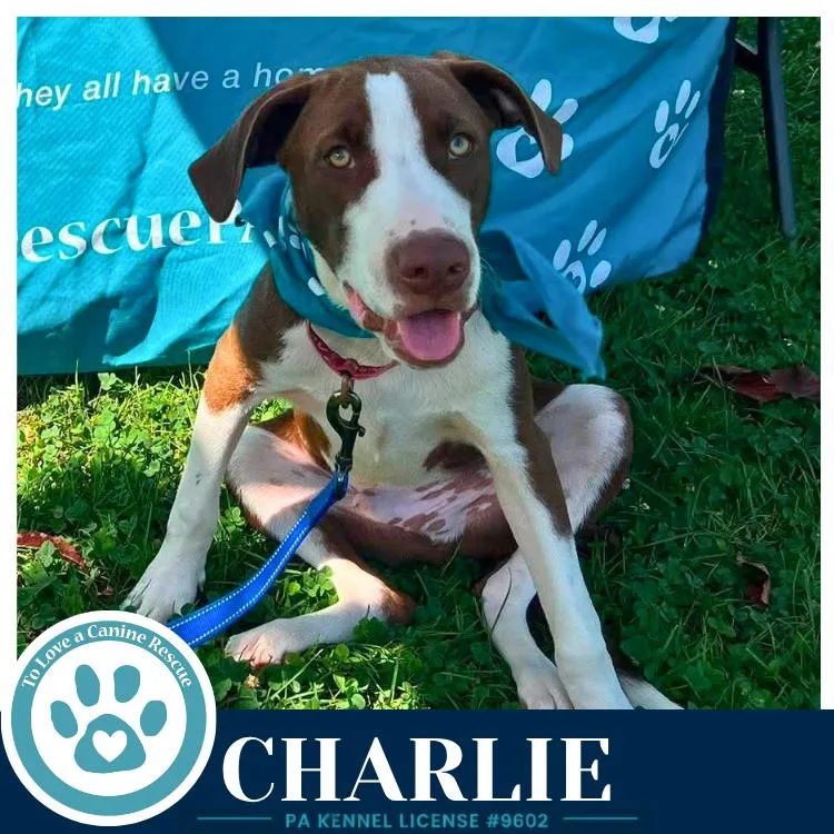 Charlie thumbnail 3