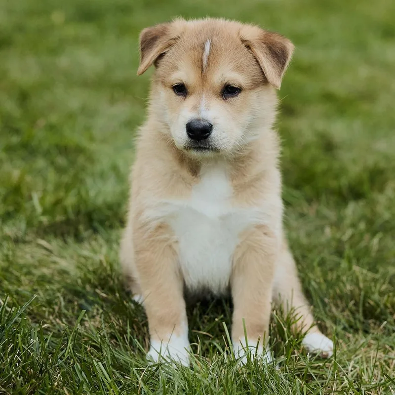 A baby small-sized female Yellow / Tan / Blond / Fawn Husky dog named Toastie D for adoption in Minnetonka, MN