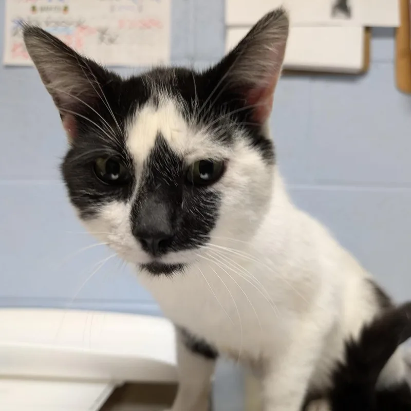 A young medium-sized male White Domestic Short Hair cat named Akimbo for adoption in DeKalb, IL