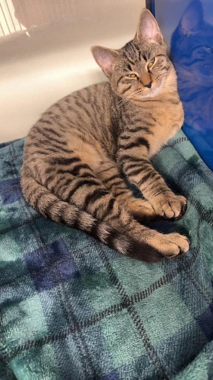 Scuttle& Dinglehopper