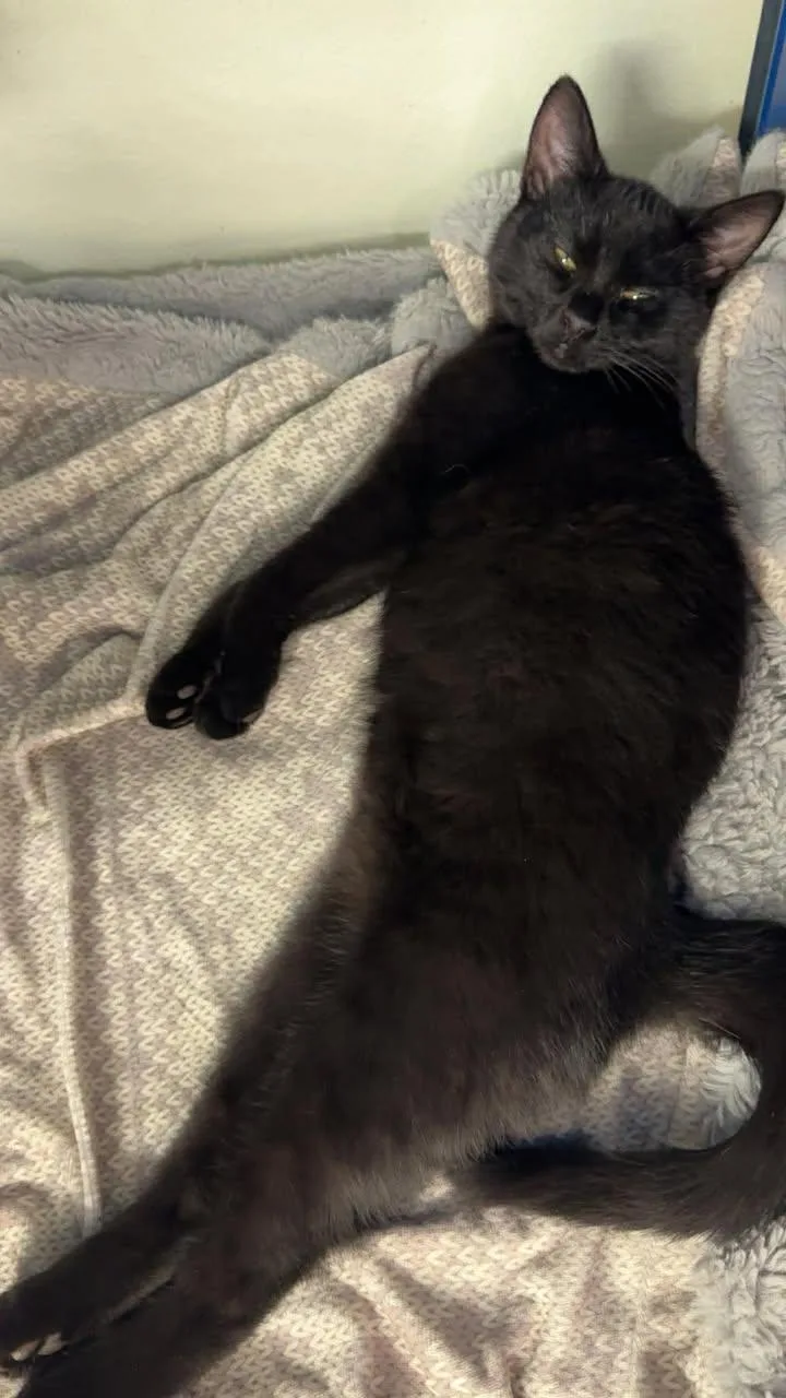 Scuttle& Dinglehopper thumbnail 2