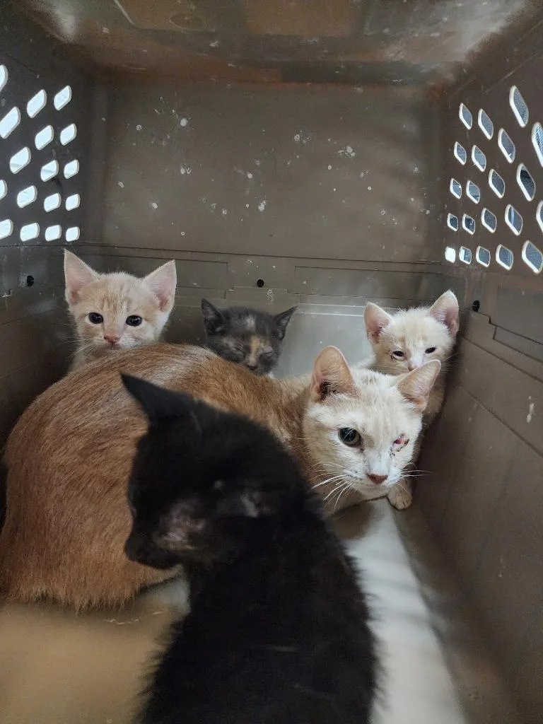 A baby medium-sized male Domestic Short Hair cat named Alibi for adoption in Rome, GA