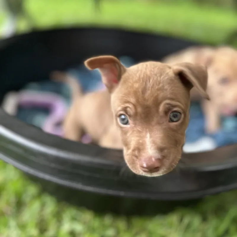 A baby large-sized female Brown / Chocolate Mixed Breed dog named Down Under Litter : for adoption in Keaau, HI