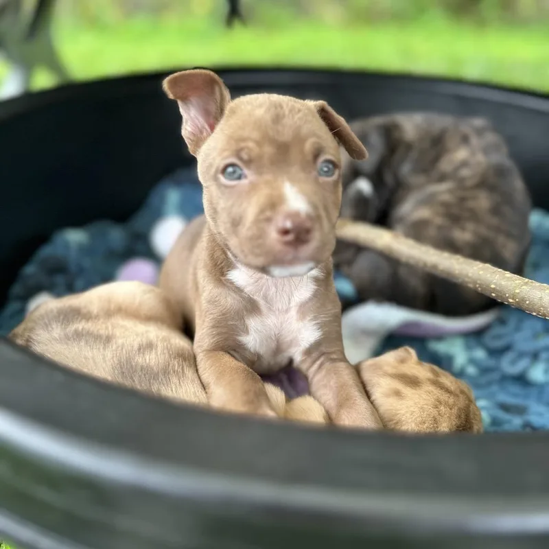 Down Under Litter : thumbnail 2