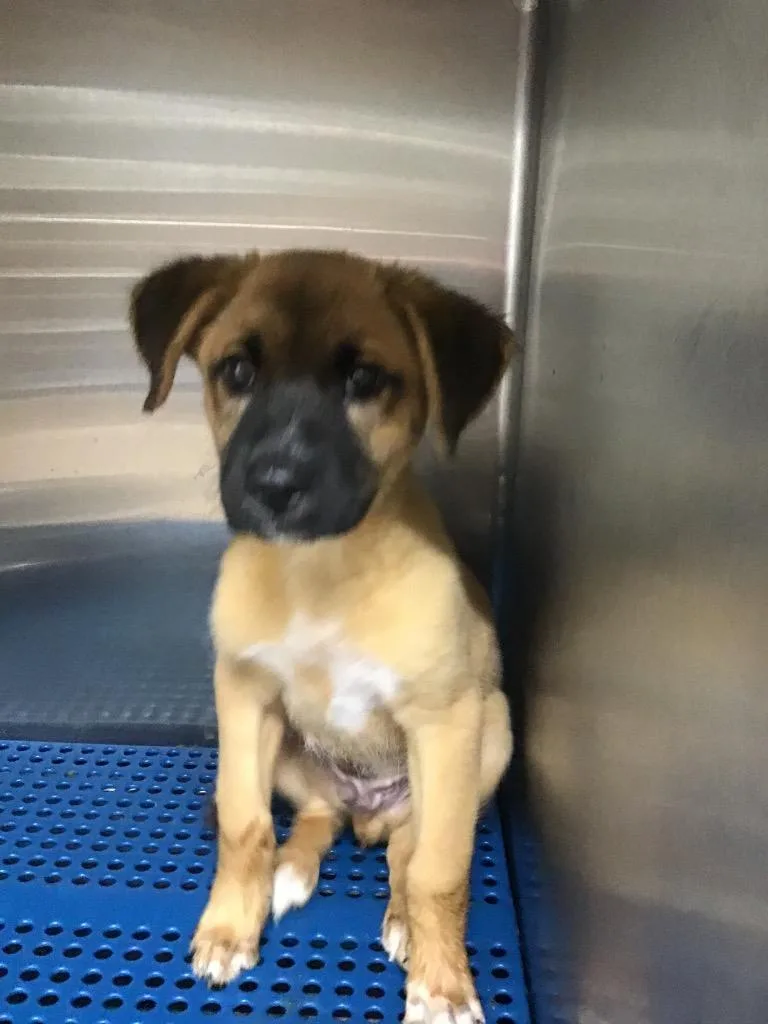 A baby large-sized male Shepherd dog named Grilchies for adoption in Nacogdoches, TX