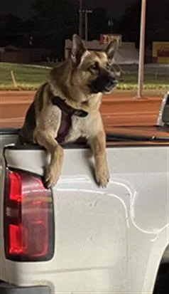 An adult large-sized female German Shepherd Dog dog named Bella for adoption in Dallas, TX