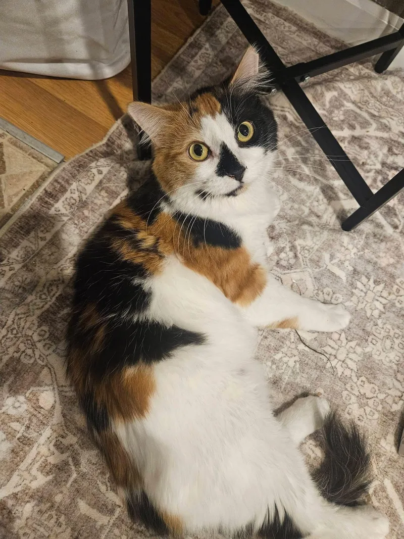 Juliette thumbnail 2