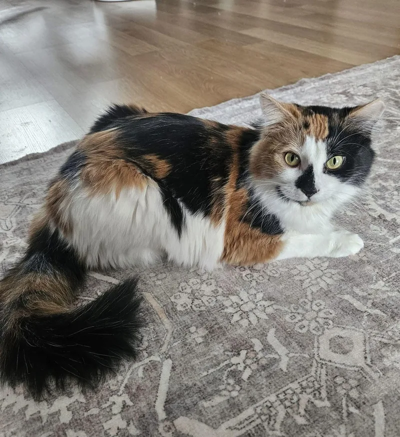 Juliette thumbnail 3