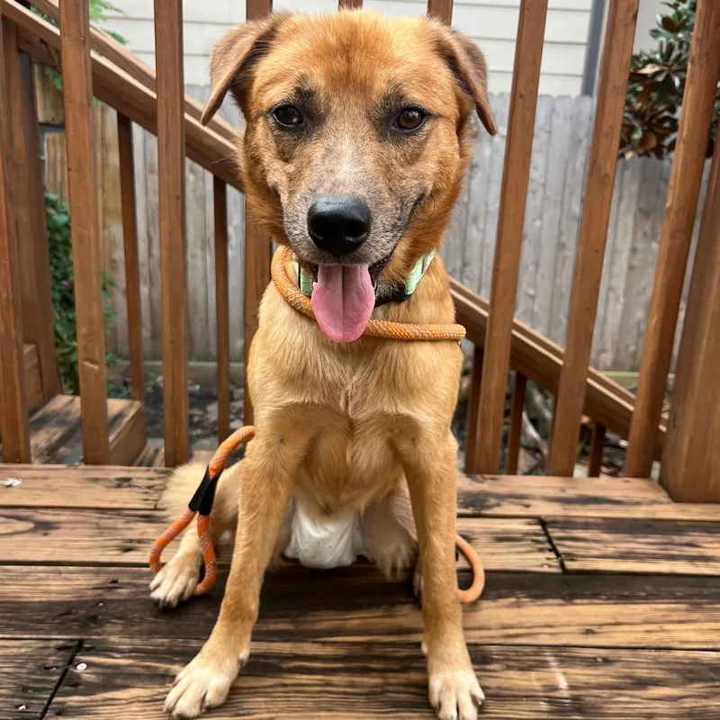 A young medium-sized male Golden Retriever dog named Loving Kind Morgan mini for adoption in Houston, TX