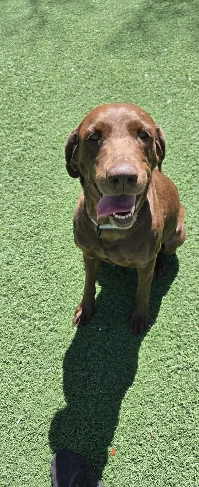 An adult large-sized female Brown / Chocolate Labrador Retriever dog named Reeses for adoption in Papillion, NE