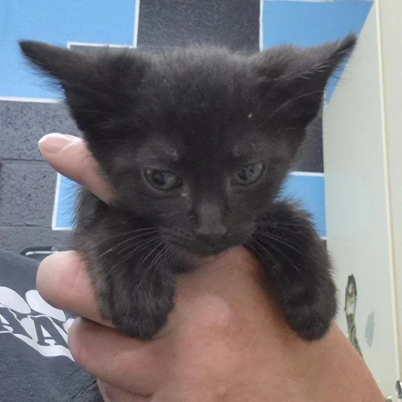 A baby small-sized female Black Domestic Short Hair cat named Obsidian for adoption in Ardmore, OK