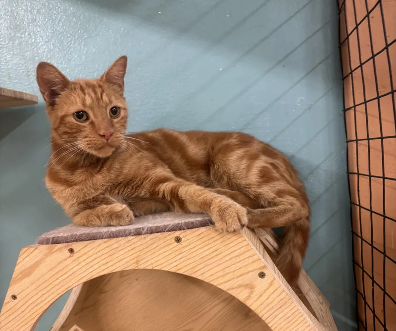 An adult medium-sized male Orange / Red Domestic Short Hair cat named Billy for adoption in Whittier, CA