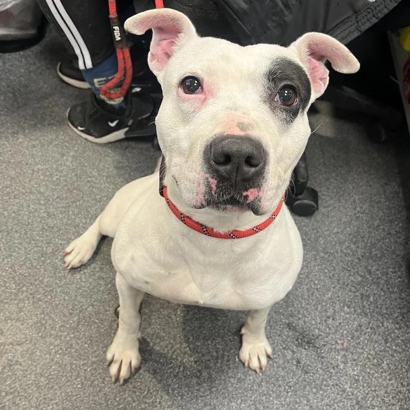 An adult medium-sized female White / Cream Mixed Breed dog named Queen for adoption in Allentown, PA
