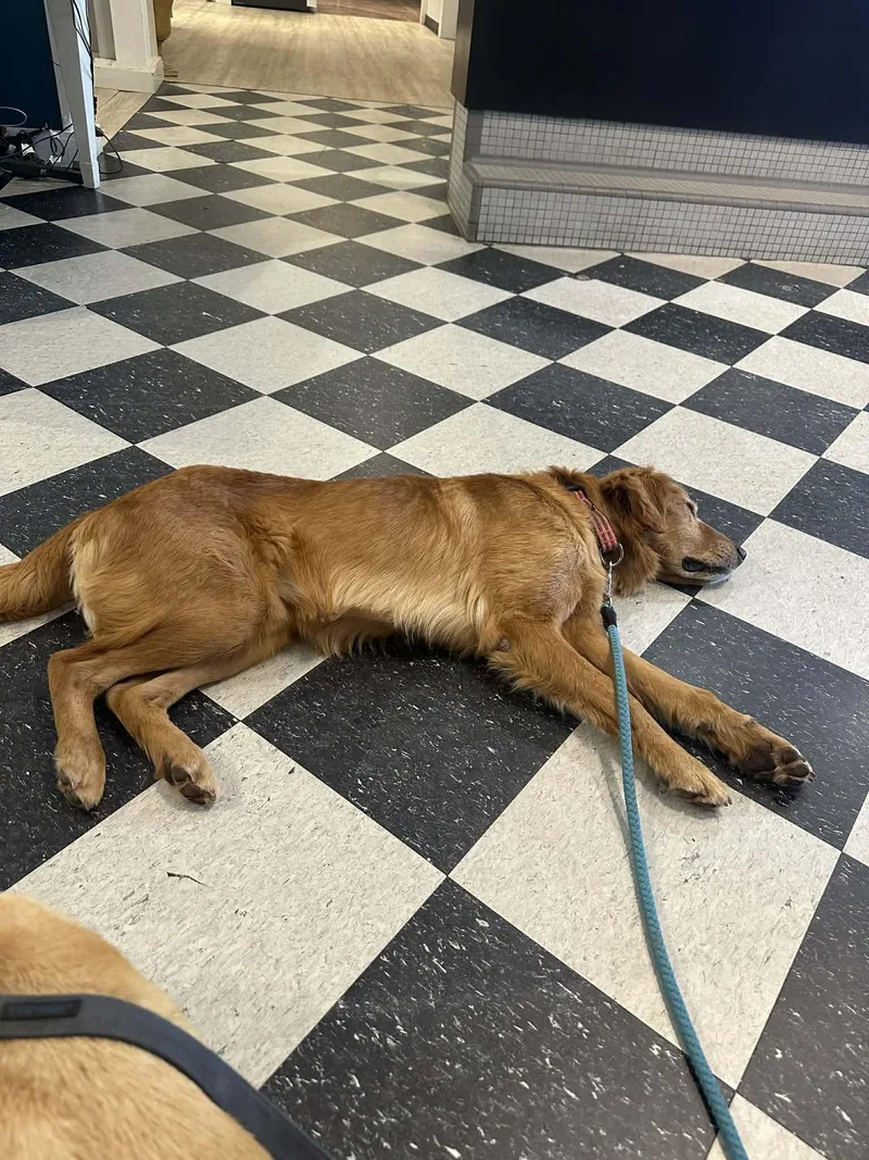 Ricky The Golden Retriever thumbnail 2