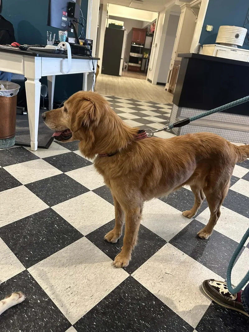 Ricky The Golden Retriever thumbnail 3