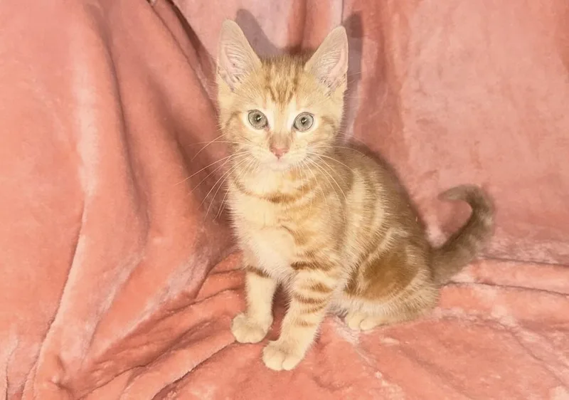 A young medium-sized female Orange / Red Domestic Short Hair cat named Summer for adoption in North Babylon, NY