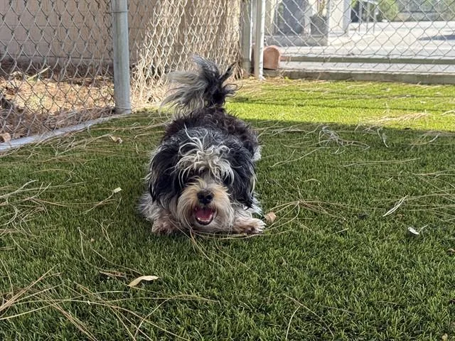 Skunky