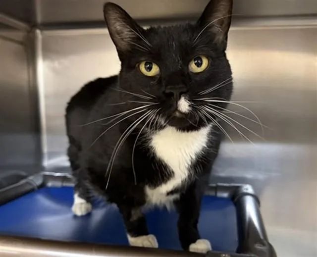 An adult medium-sized female Domestic Short Hair cat named Mouse for adoption in Aurora, IL