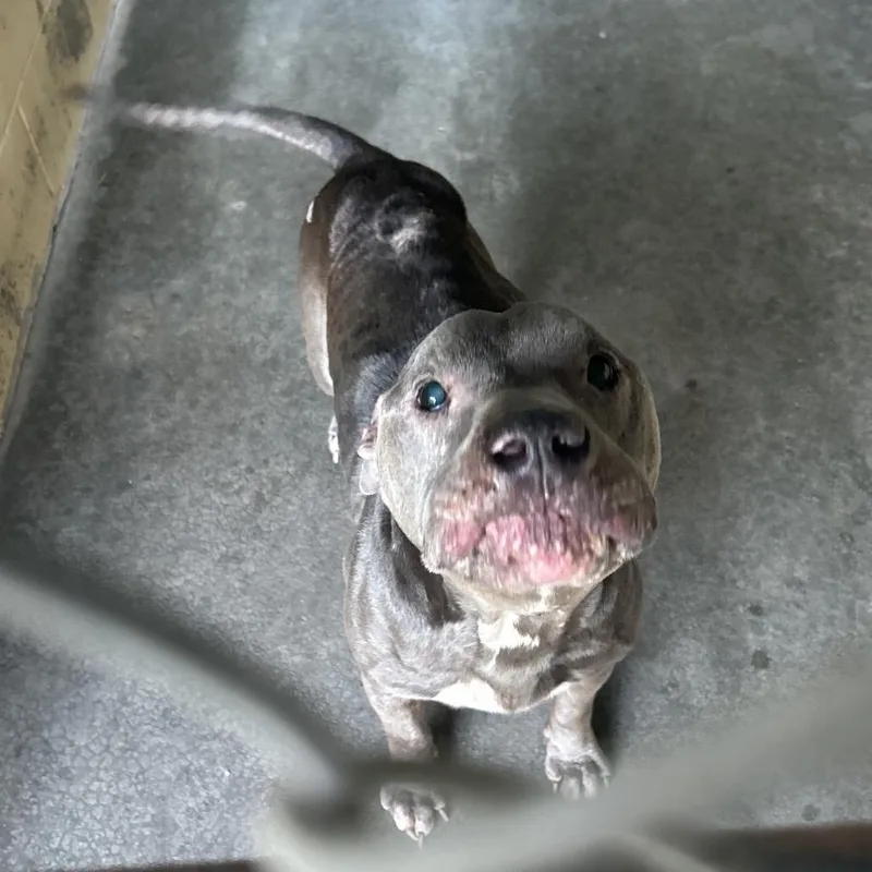 An adult medium-sized male Mixed Breed dog named Roo for adoption in Lyons, GA