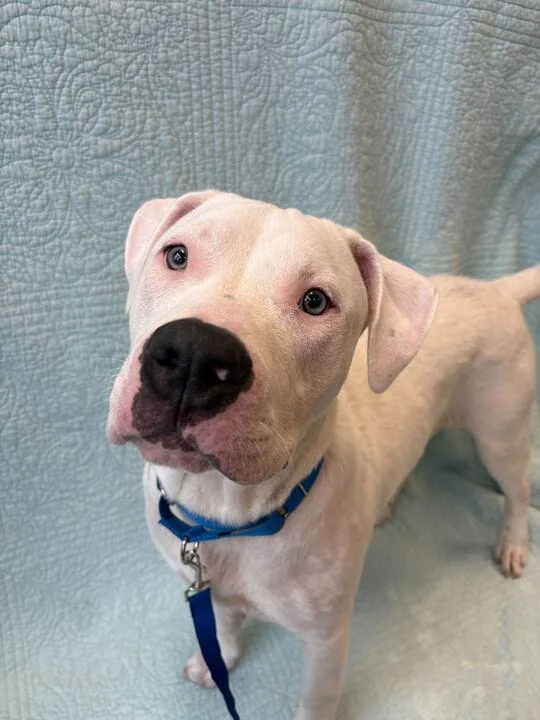A young medium-sized male Pit Bull Terrier dog named Buddy for adoption in Jackson, MI