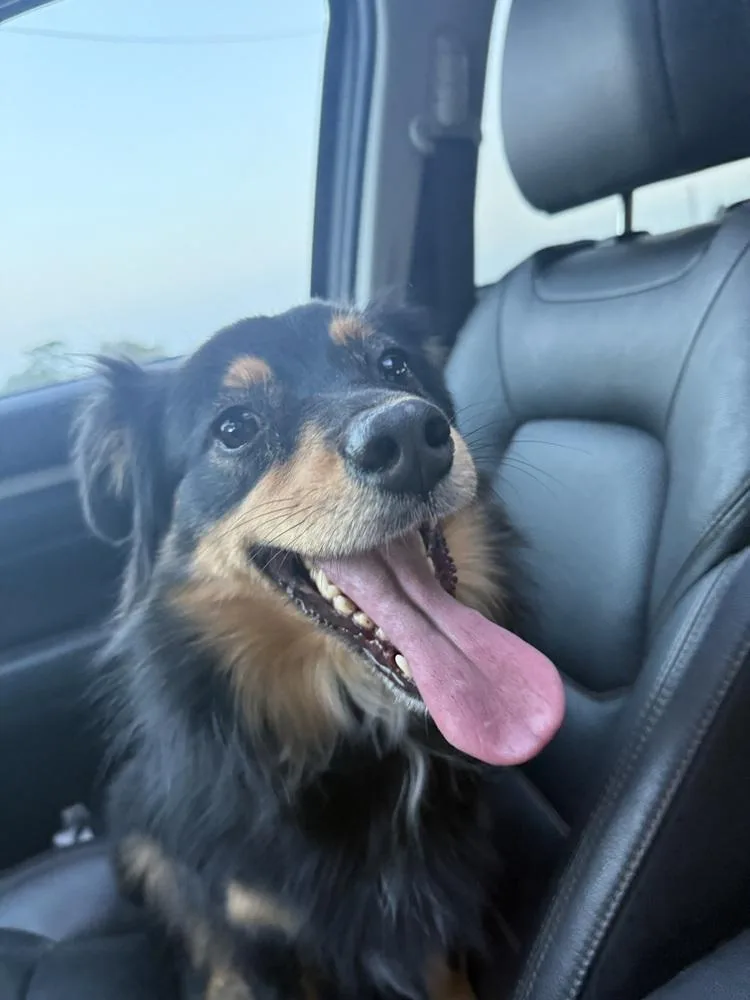 An adult medium-sized female Brown / Chocolate Australian Shepherd dog named Isabel for adoption in Mooresville, NC